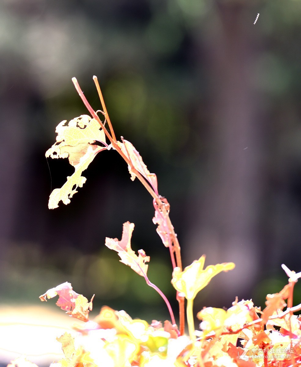 颐和园西堤秋色