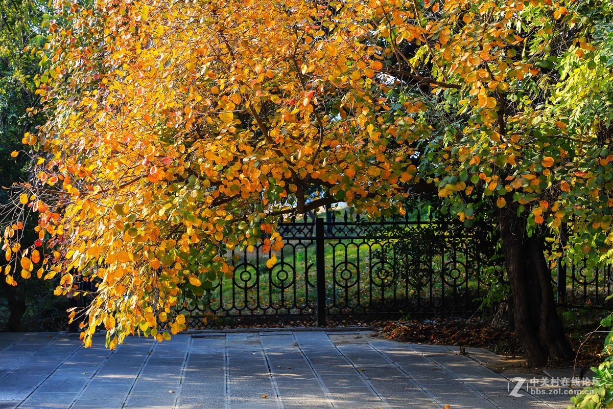 秋尽冬来，景色依然。