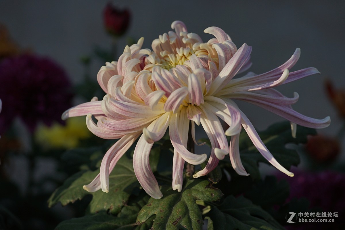 中秋小小白拍菊花三