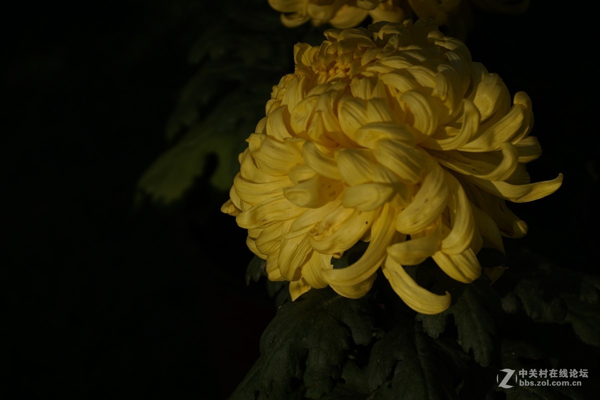 中秋小小白拍菊花三