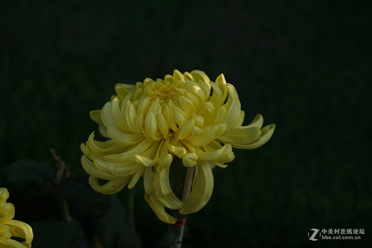 中秋小小白拍菊花三