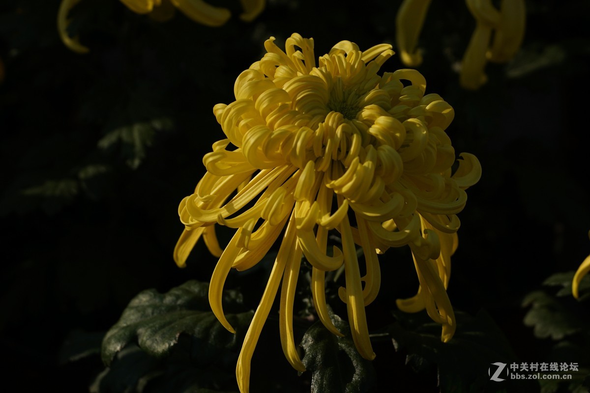 中秋小小白拍菊花三