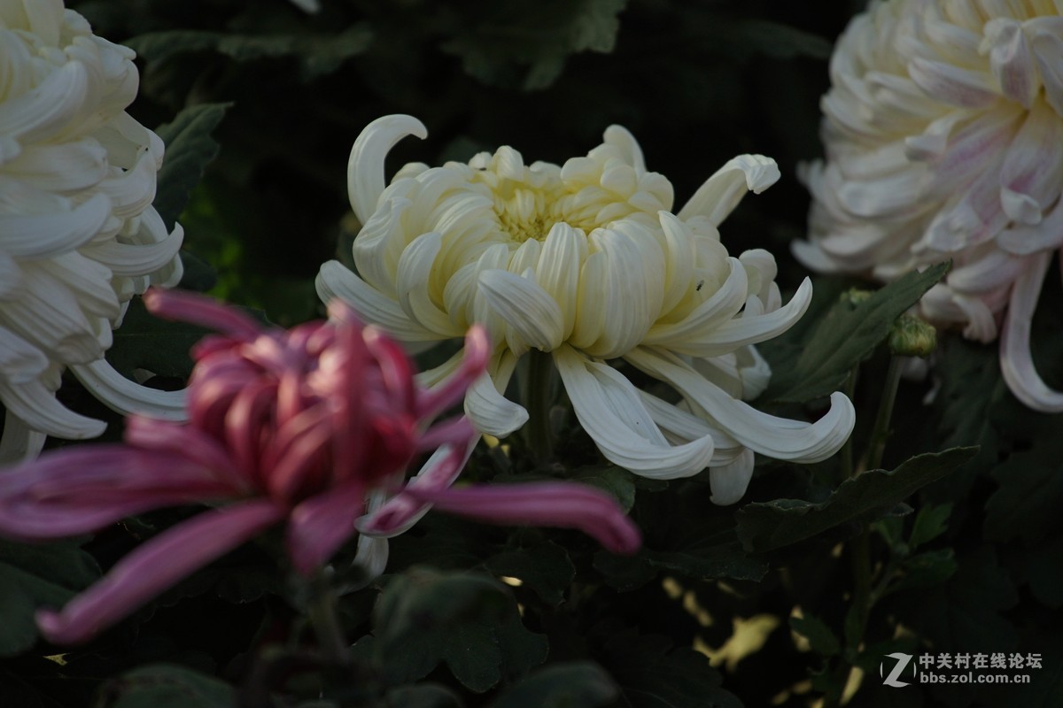 中秋小小白拍菊花三