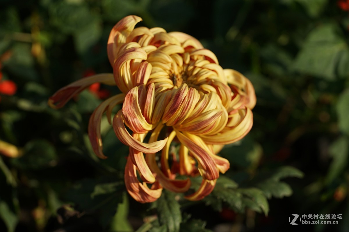 中秋小小白拍菊花三