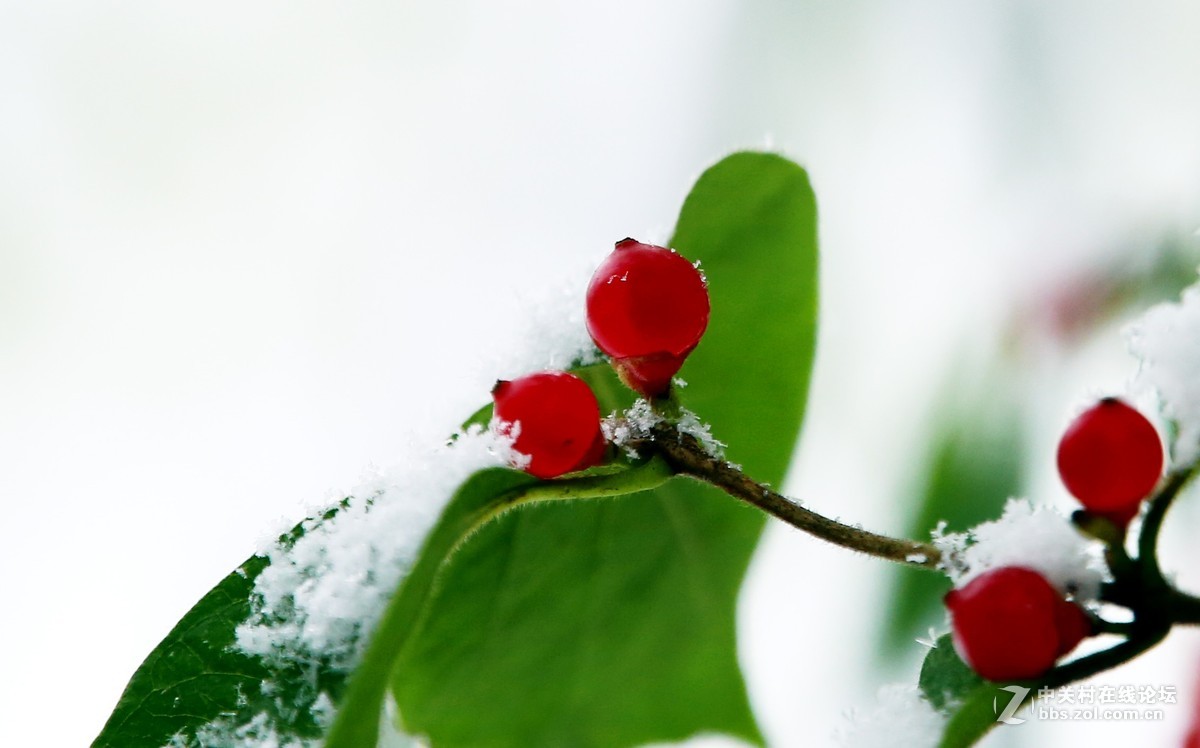 第一次拍摄那雪景