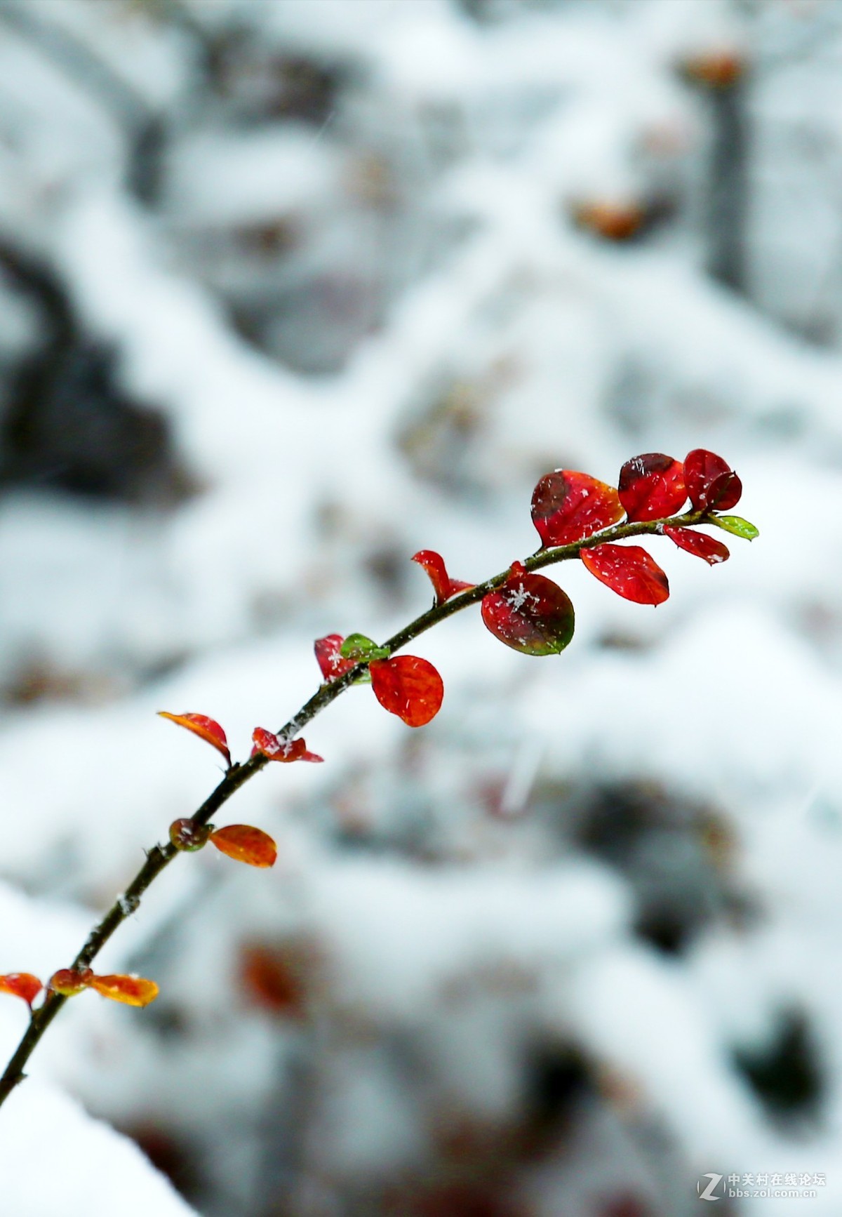 第一次拍摄那雪景