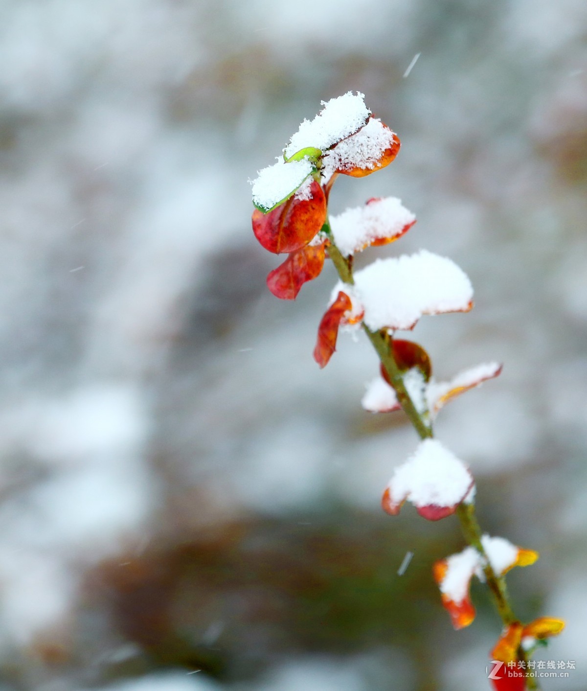 第一次拍摄那雪景
