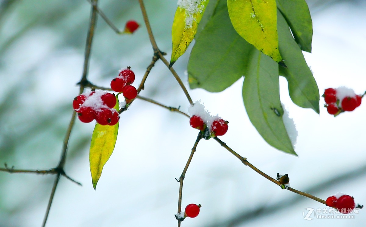 第一次拍摄那雪景