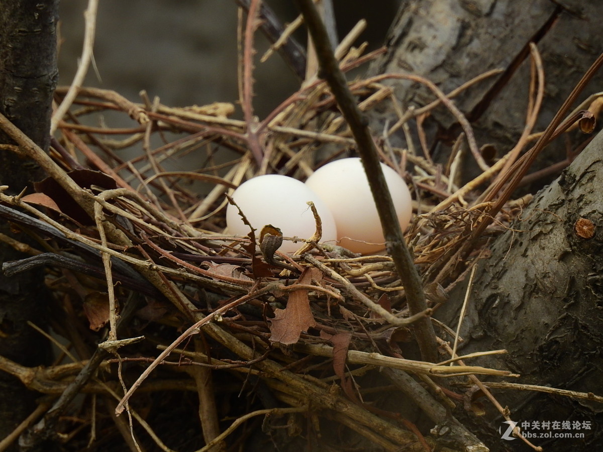 清明节找到个斑鸠窝还有蛋