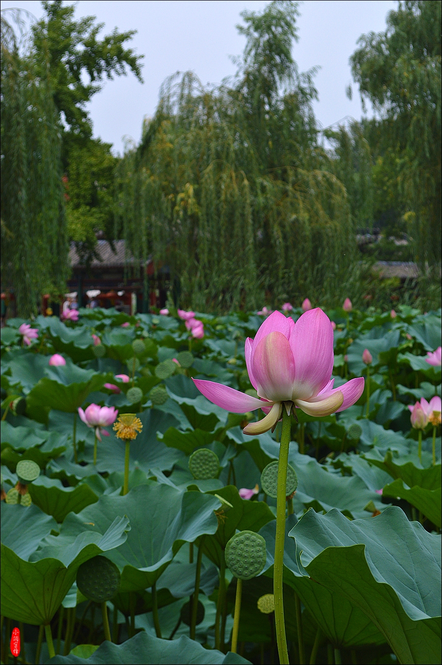 北京大观园拍荷花