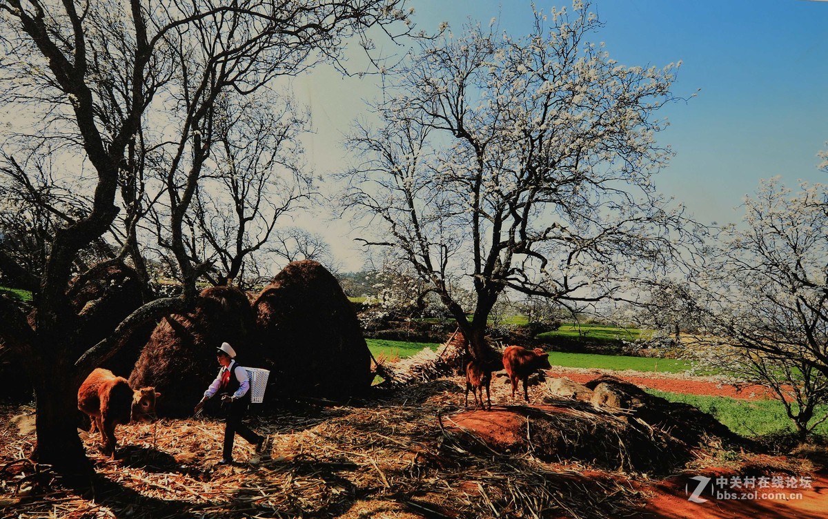 古老村落的梨园新曲