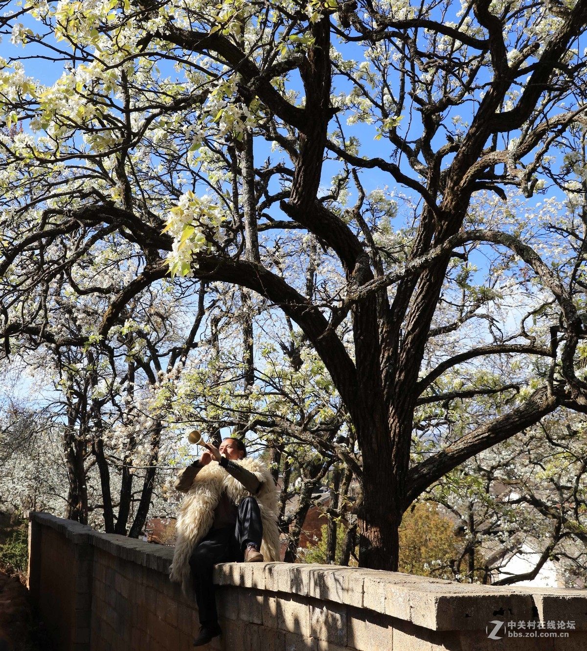 古老村落的梨园新曲