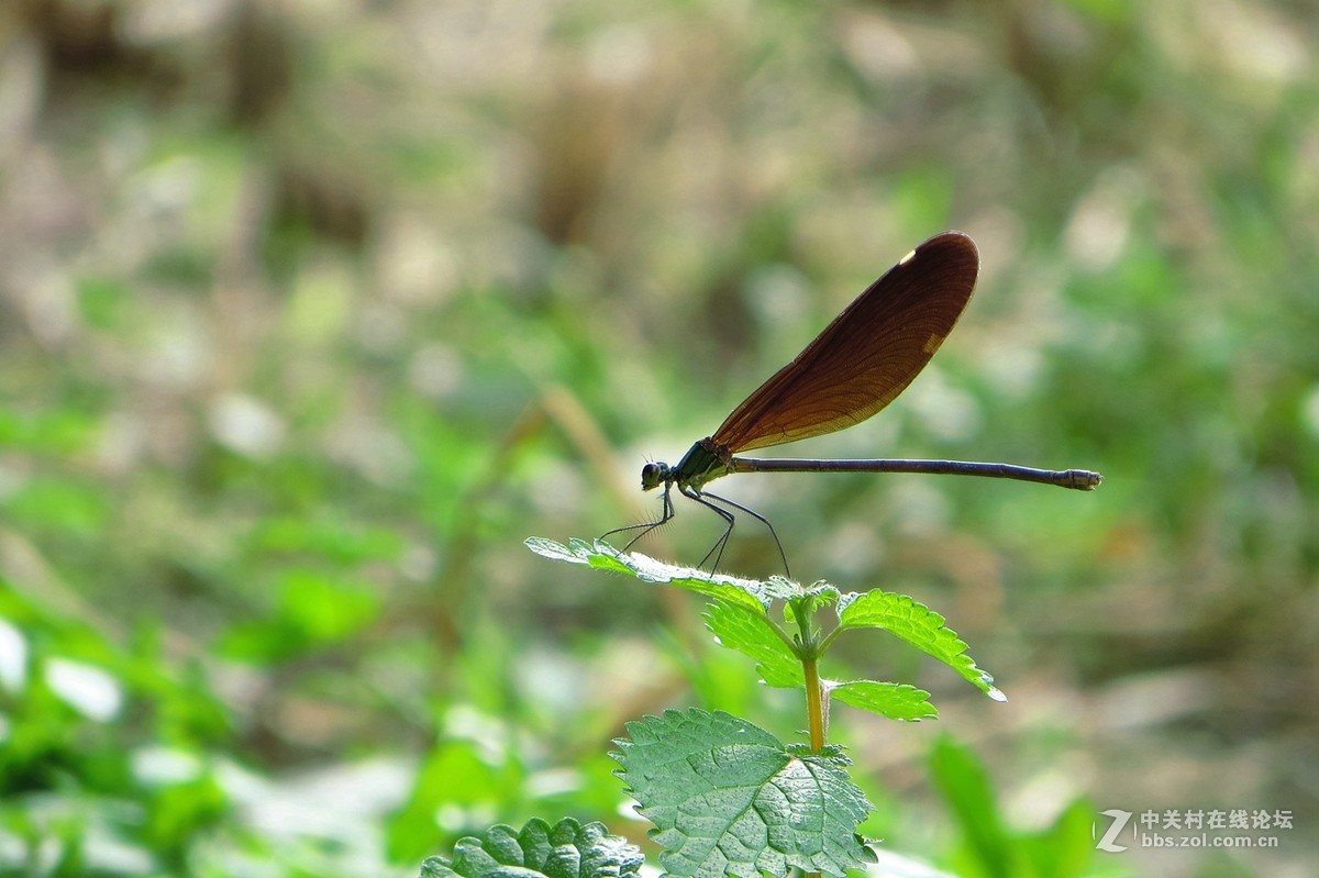 豆娘、蜻蜓与野花