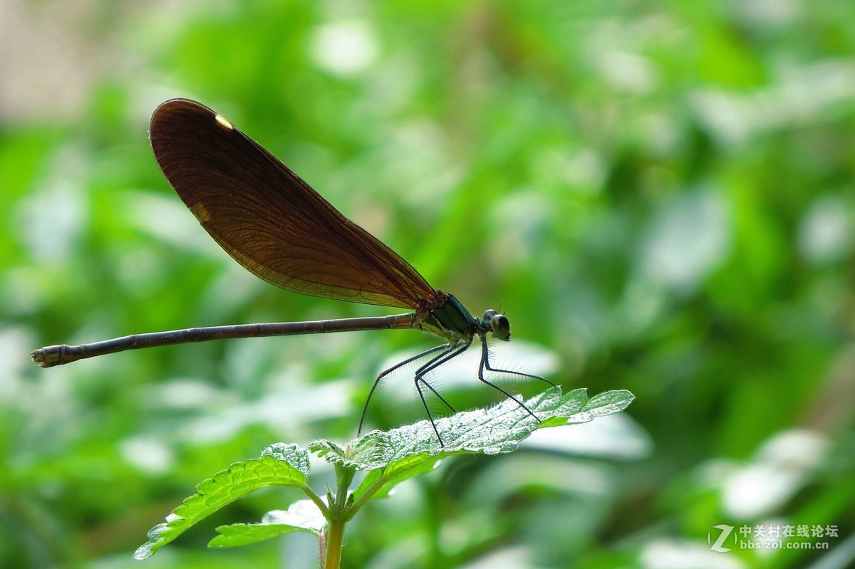 豆娘、蜻蜓与野花