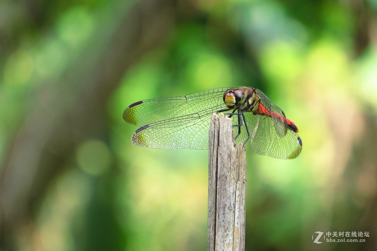 豆娘、蜻蜓与野花