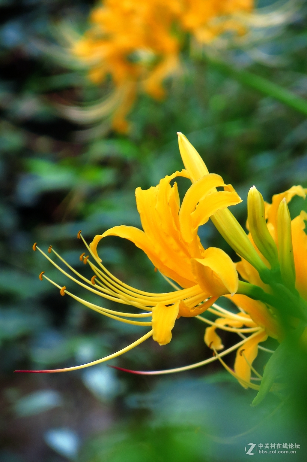 豆娘、蜻蜓与野花