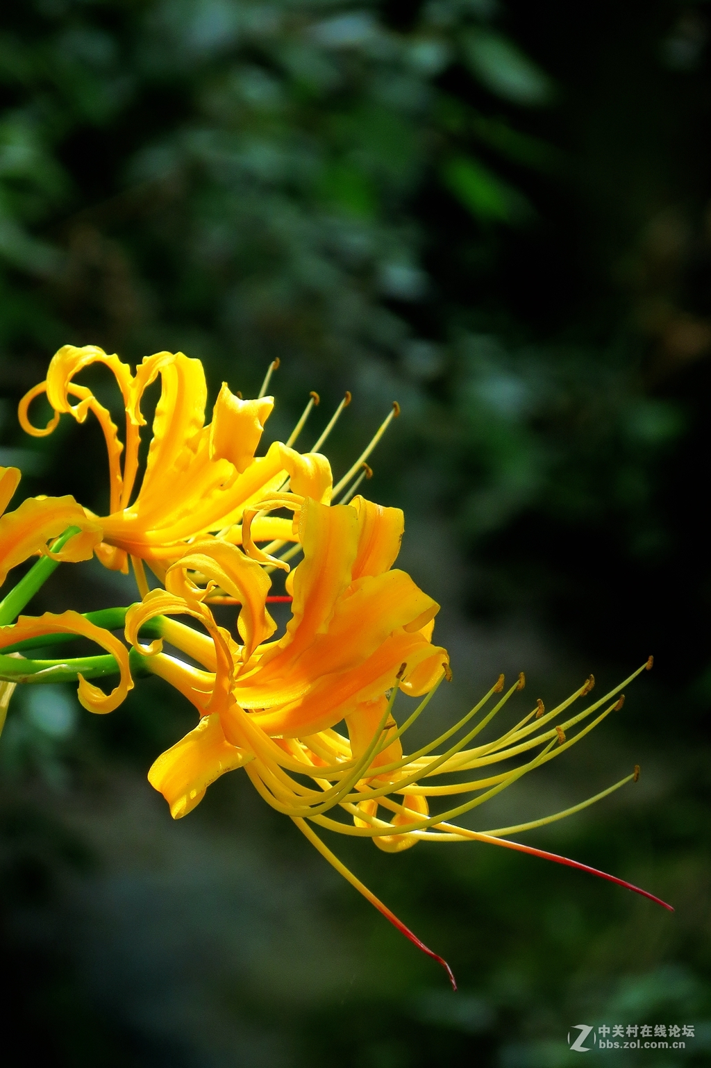 豆娘、蜻蜓与野花
