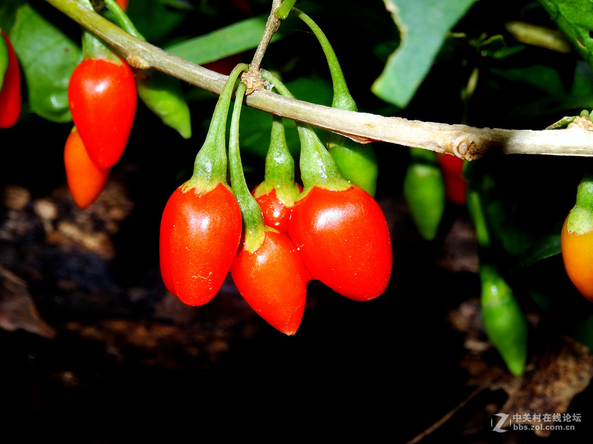野枸杞俗称狗奶子