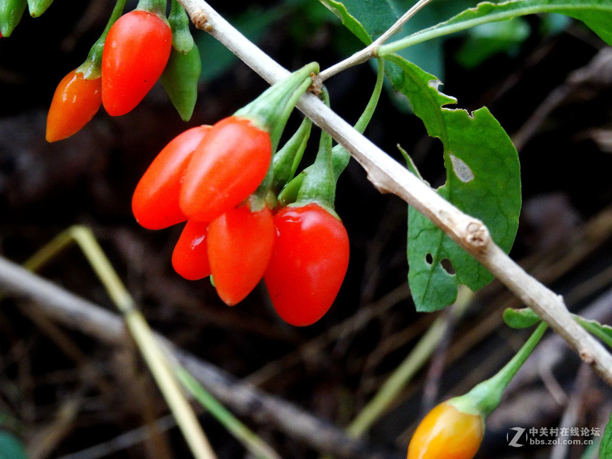 野枸杞俗称狗奶子