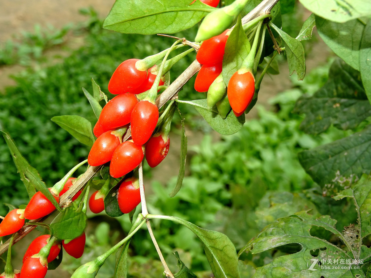野枸杞俗称狗奶子