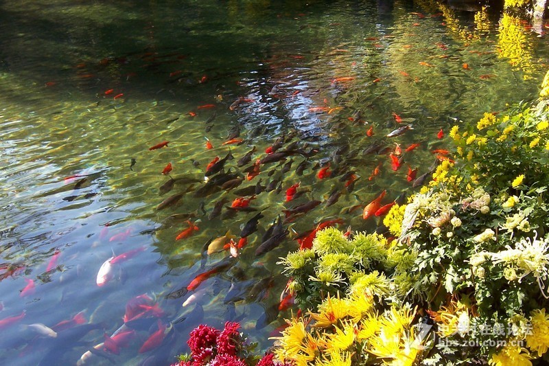 最后一帖 50片《心中的柯达》