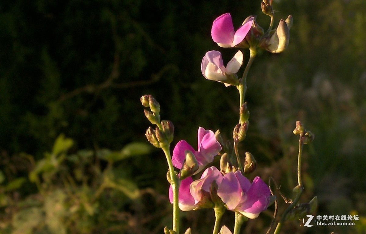 最后一帖 50片《心中的柯达》