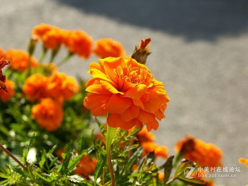 最后一帖 50片《心中的柯达》