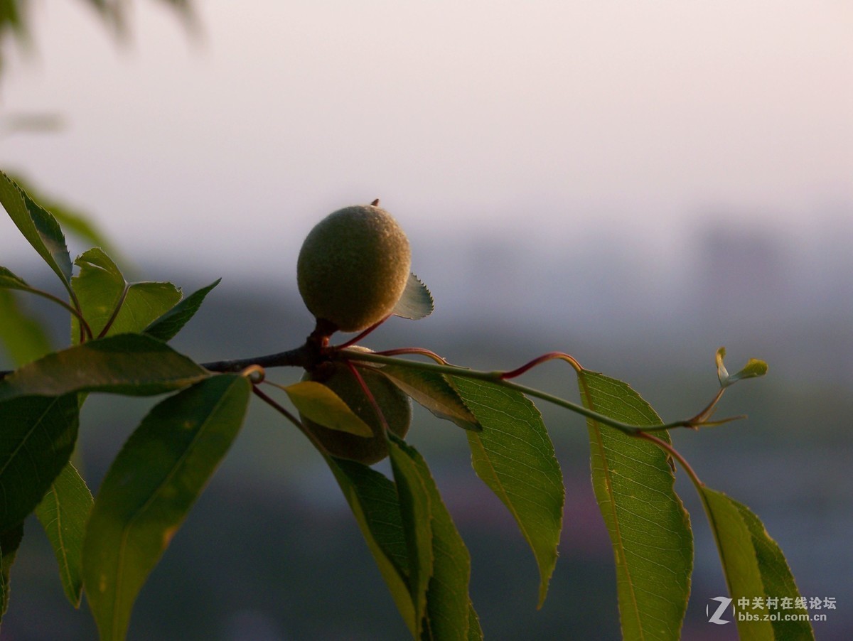 最后一帖 50片《心中的柯达》