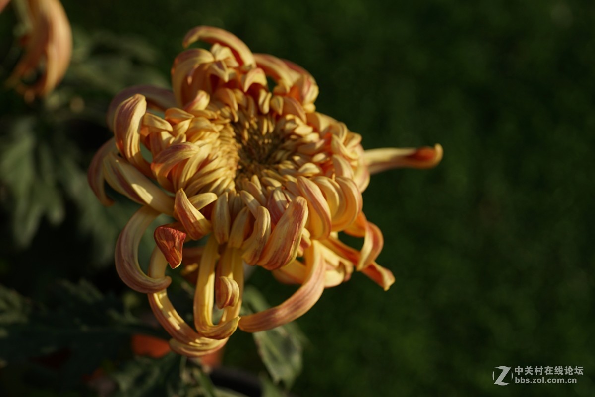 中秋小小白拍菊花三