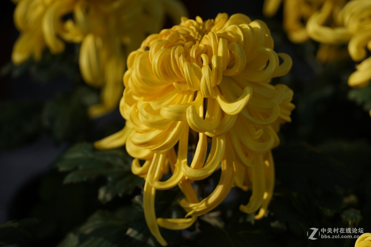 中秋小小白拍菊花三