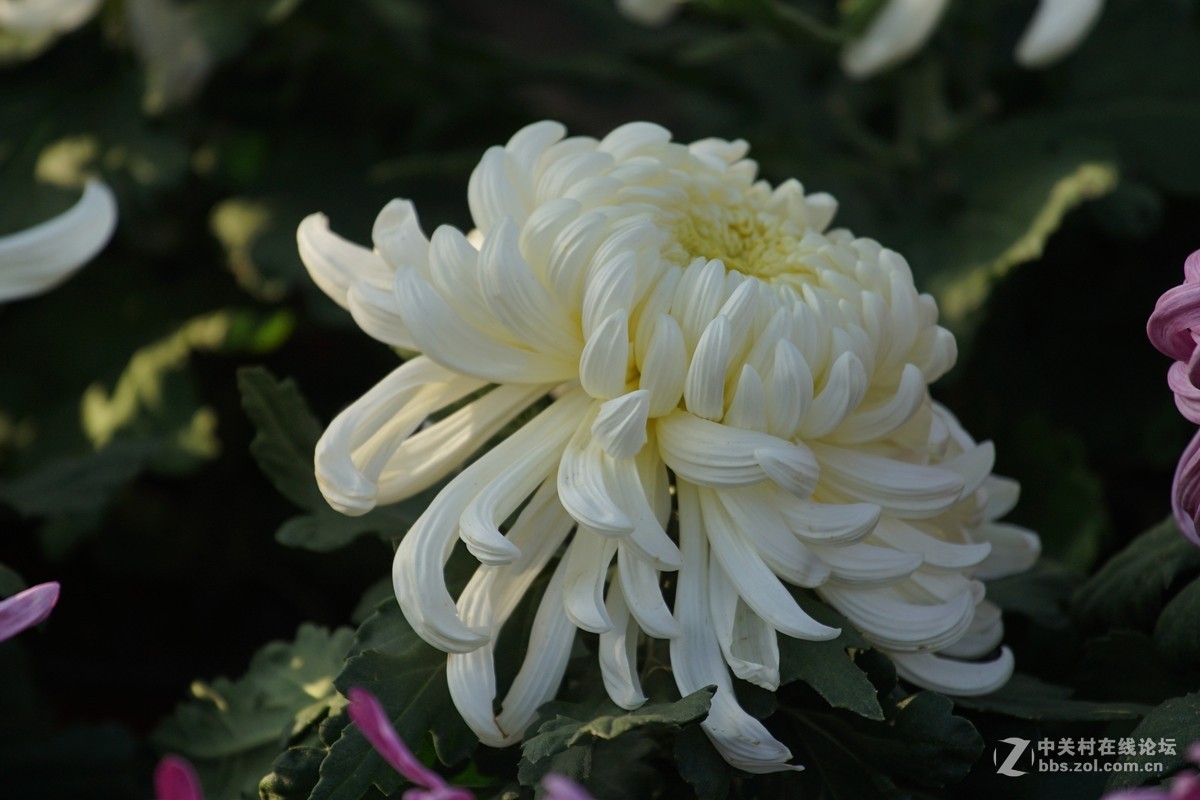 中秋小小白拍菊花三