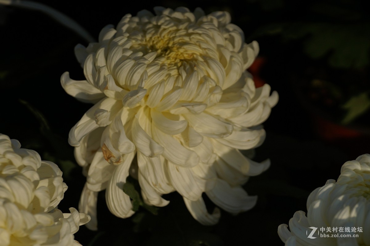 中秋小小白拍菊花三