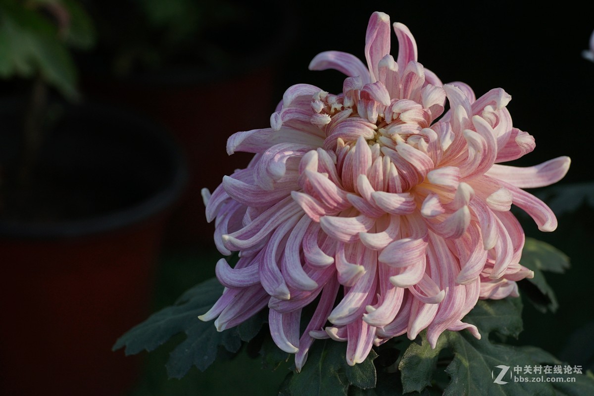 中秋小小白拍菊花三