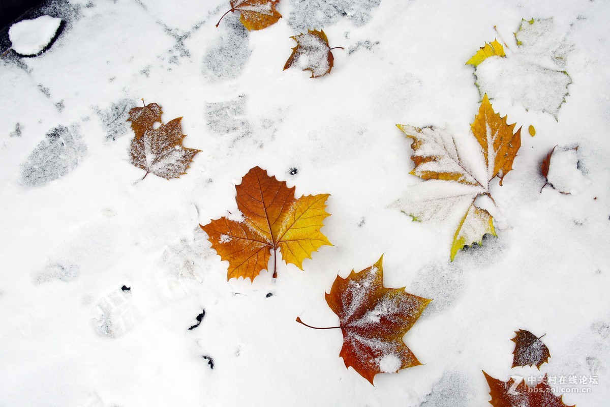 第一次拍摄那雪景