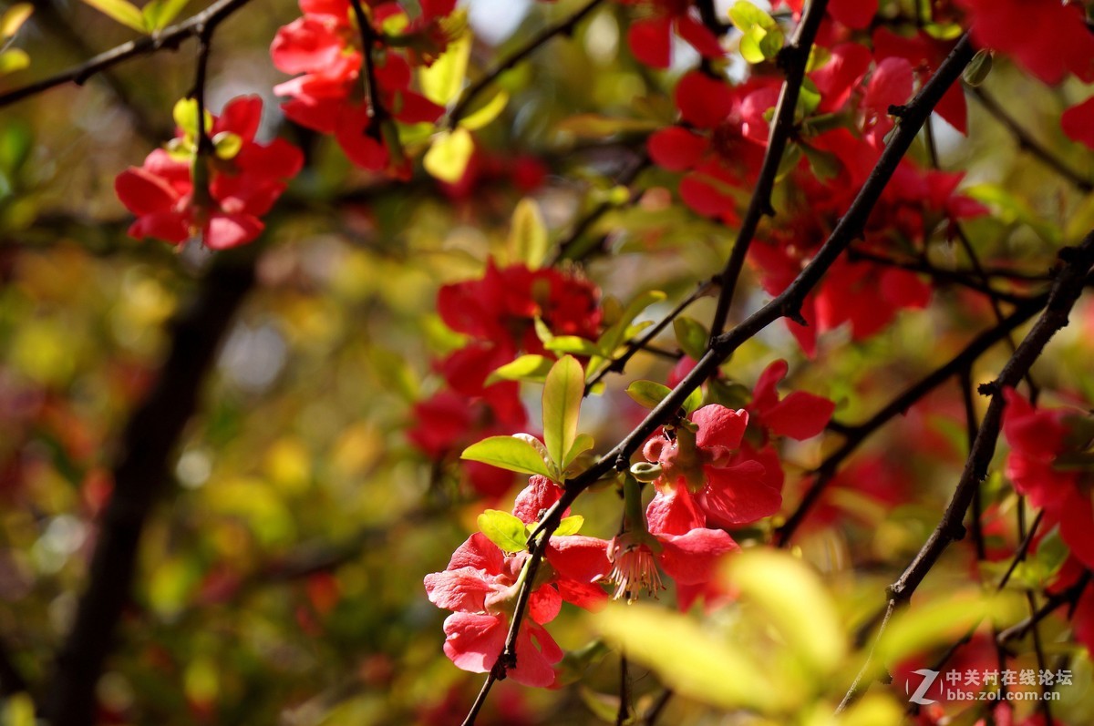 紅海棠