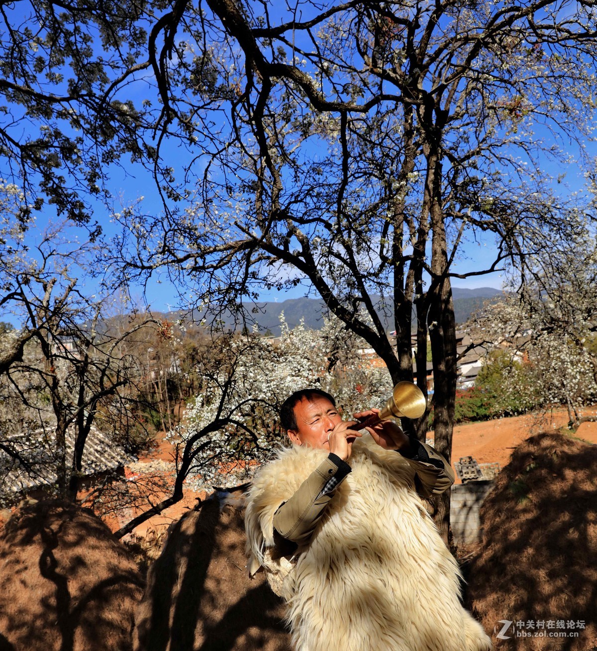 古老村落的梨园新曲