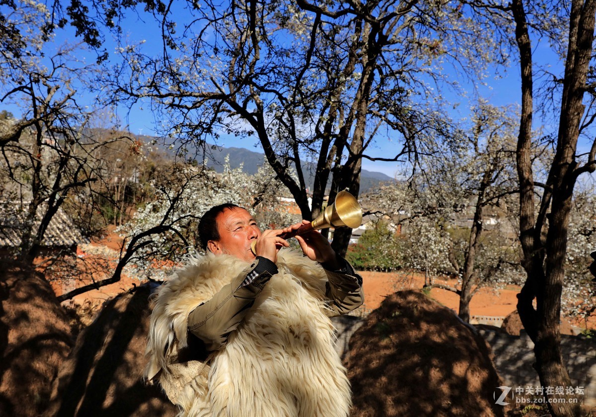 古老村落的梨园新曲