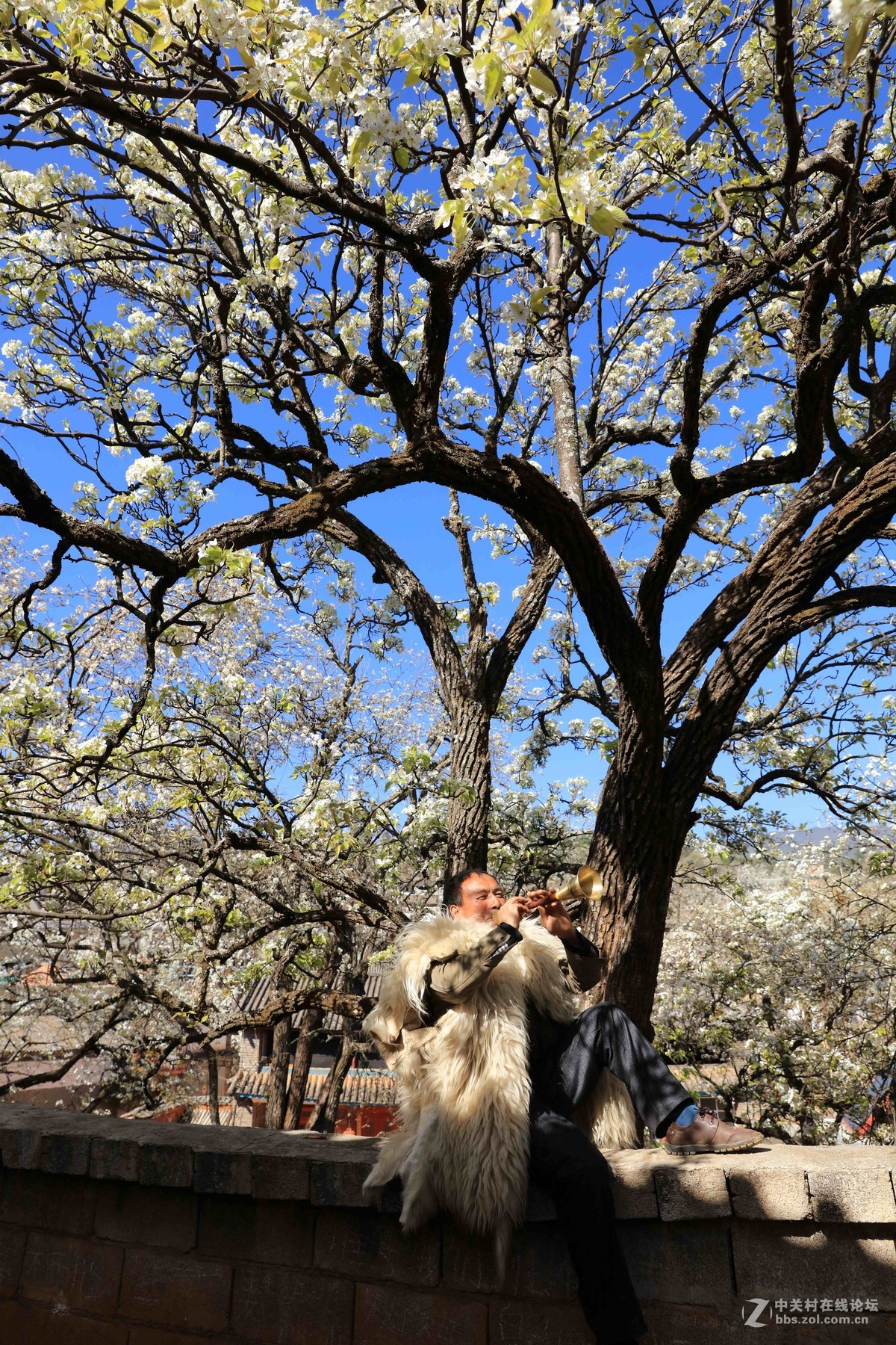 古老村落的梨园新曲