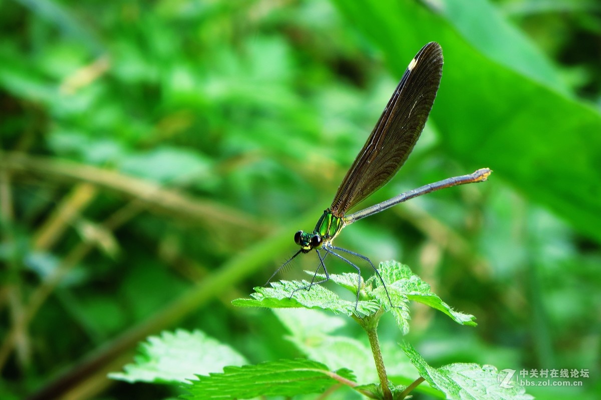 豆娘、蜻蜓与野花