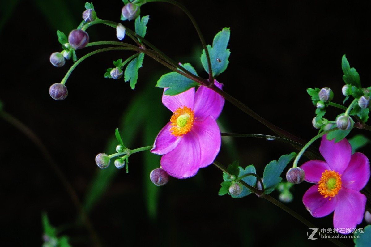 豆娘、蜻蜓与野花