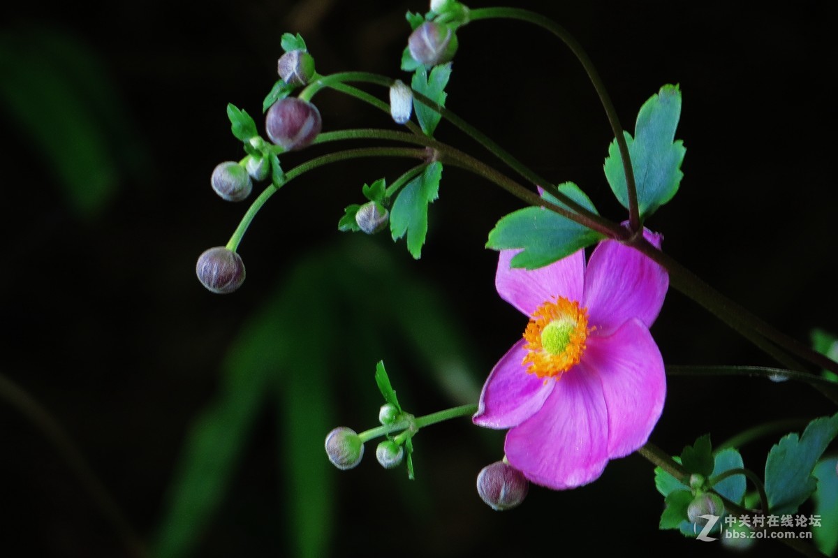 豆娘、蜻蜓与野花