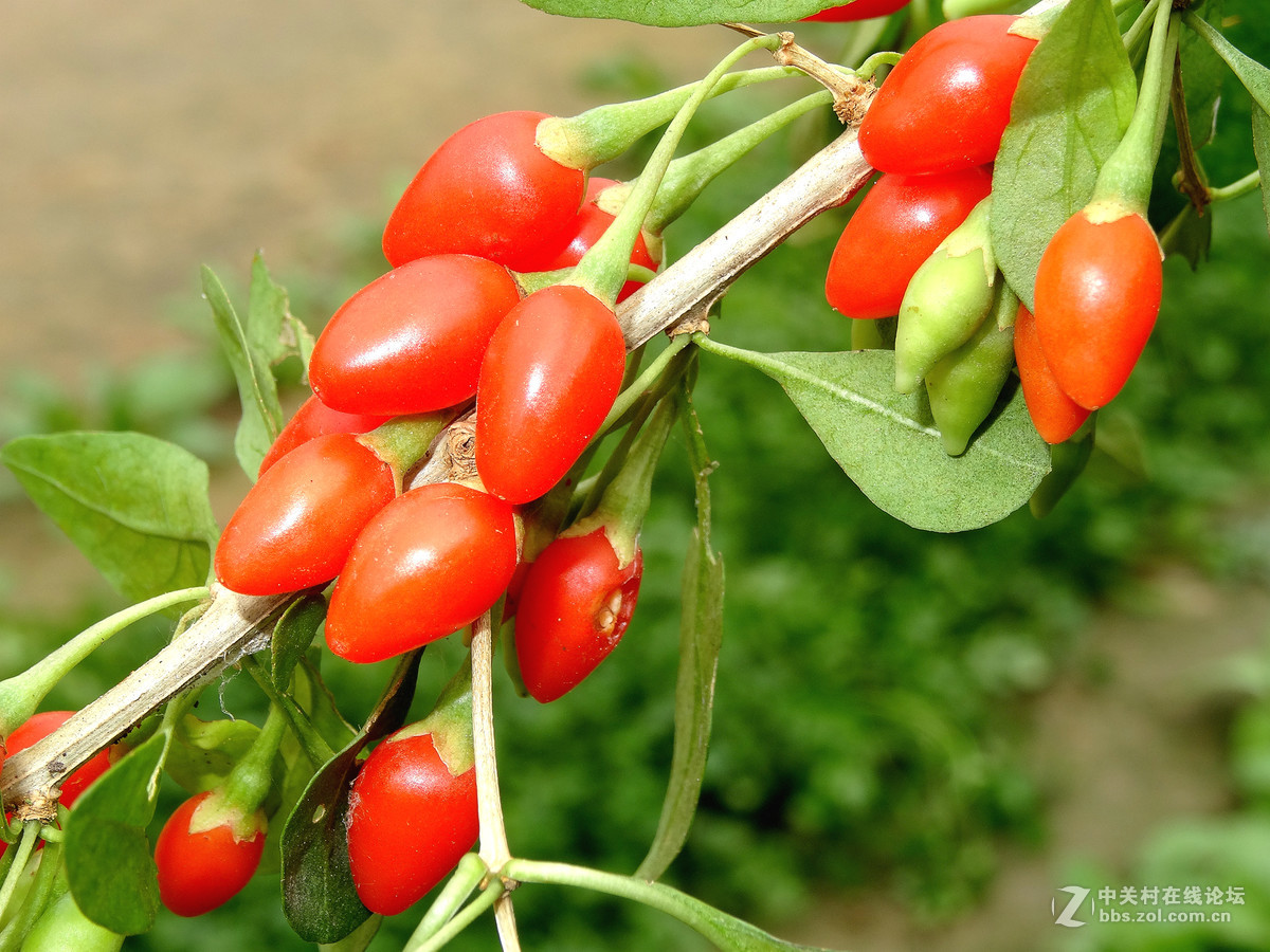 野枸杞俗称狗奶子
