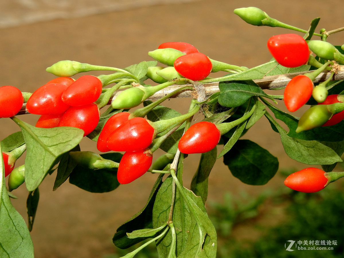 野枸杞俗称狗奶子