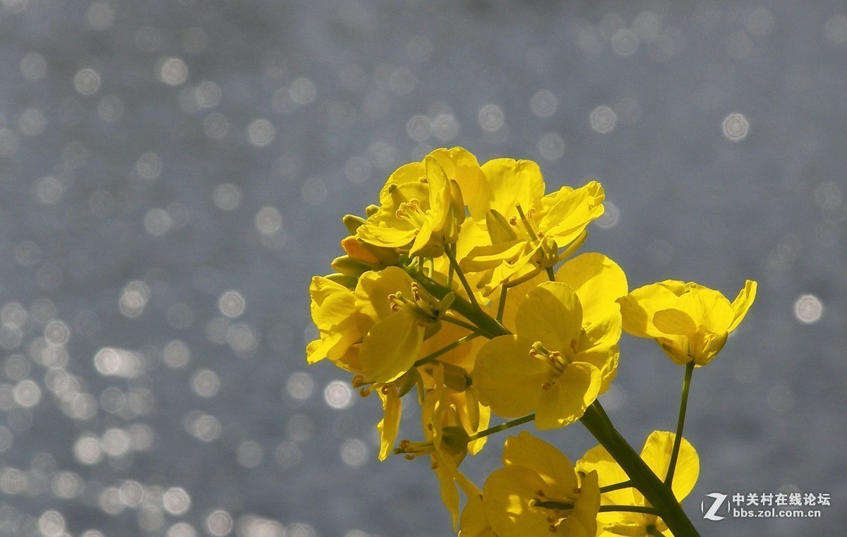 最后一帖 50片《心中的柯达》