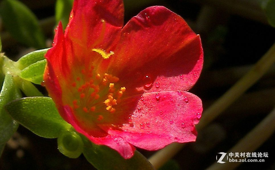 最后一帖 50片《心中的柯达》