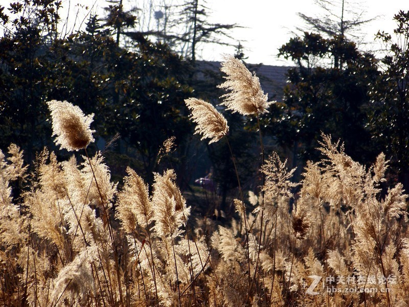 最后一帖 50片《心中的柯达》
