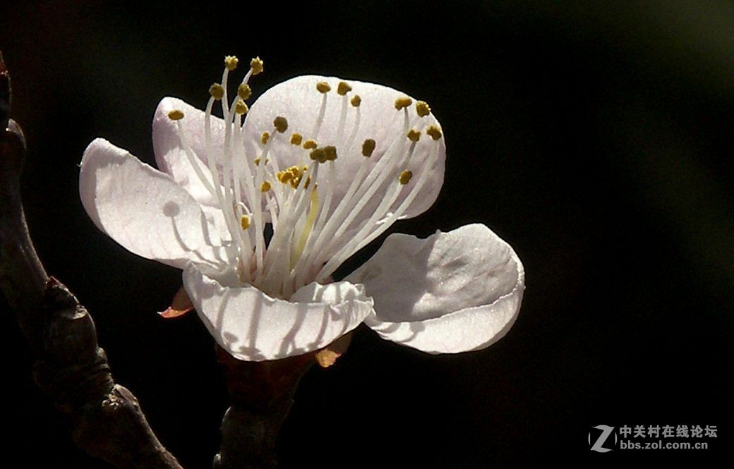 最后一帖 50片《心中的柯达》