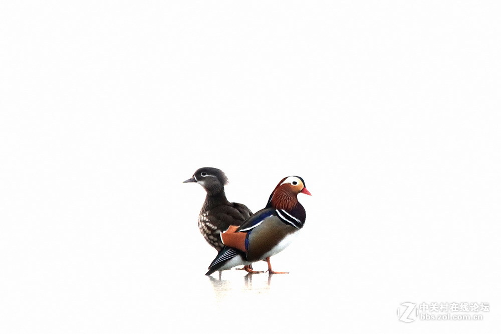 新年杂拍