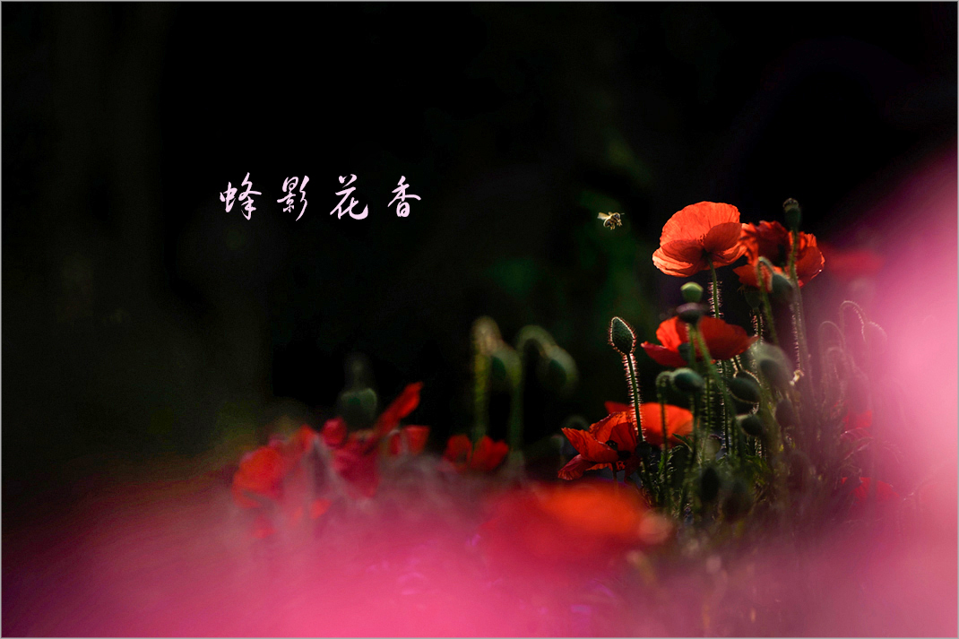 蜂影花香