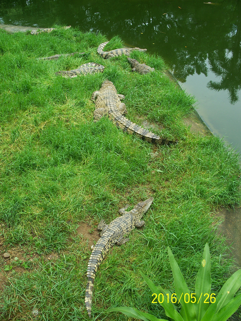 动物园里的陆生动物